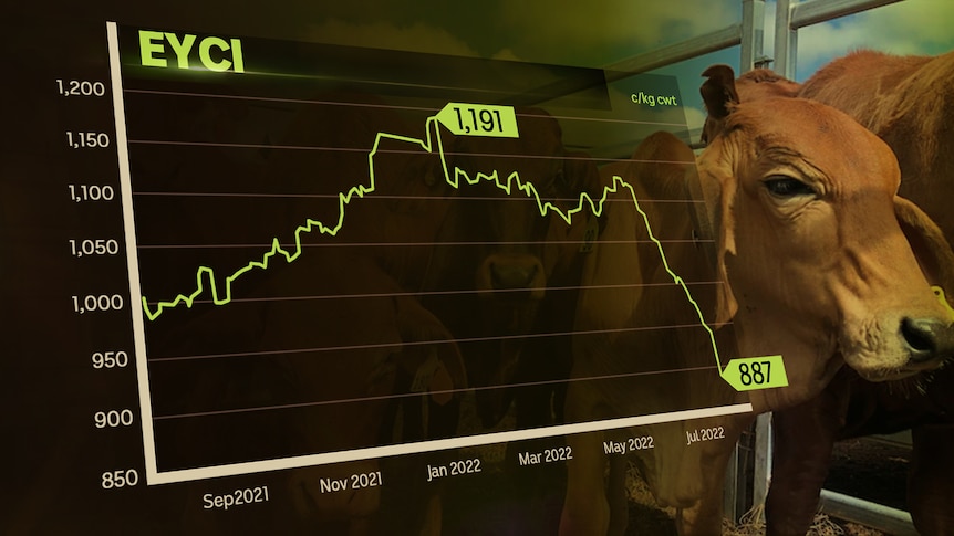 a graph showing the rise and rapid fall of cattle prices.