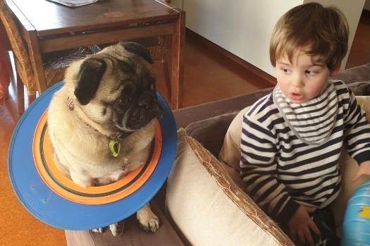 Pug sitting on a couch being dressed up by a young boy.
