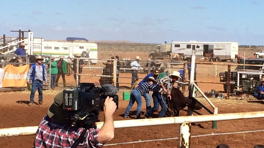 Rear shot of cameraman filming three people in broad brimmed hats branding a cow in red dusty yard with caravans in distance.