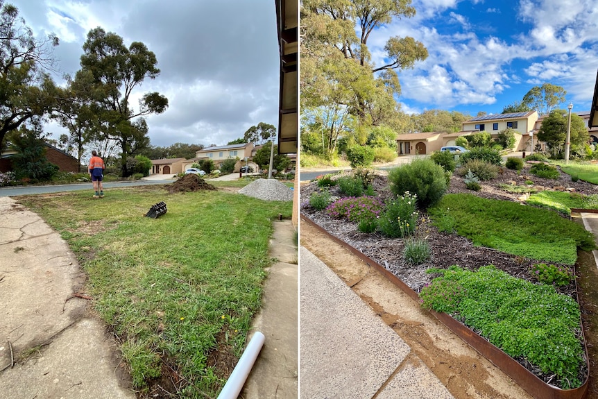 A before and after showing a section of front lawn on the left, and a flourishing native garden on the right.
