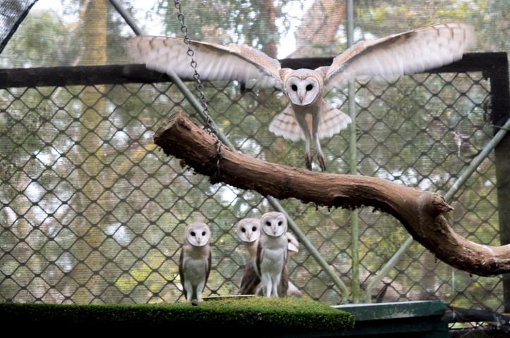 An owl lands on a perch while four owls look on in the background.