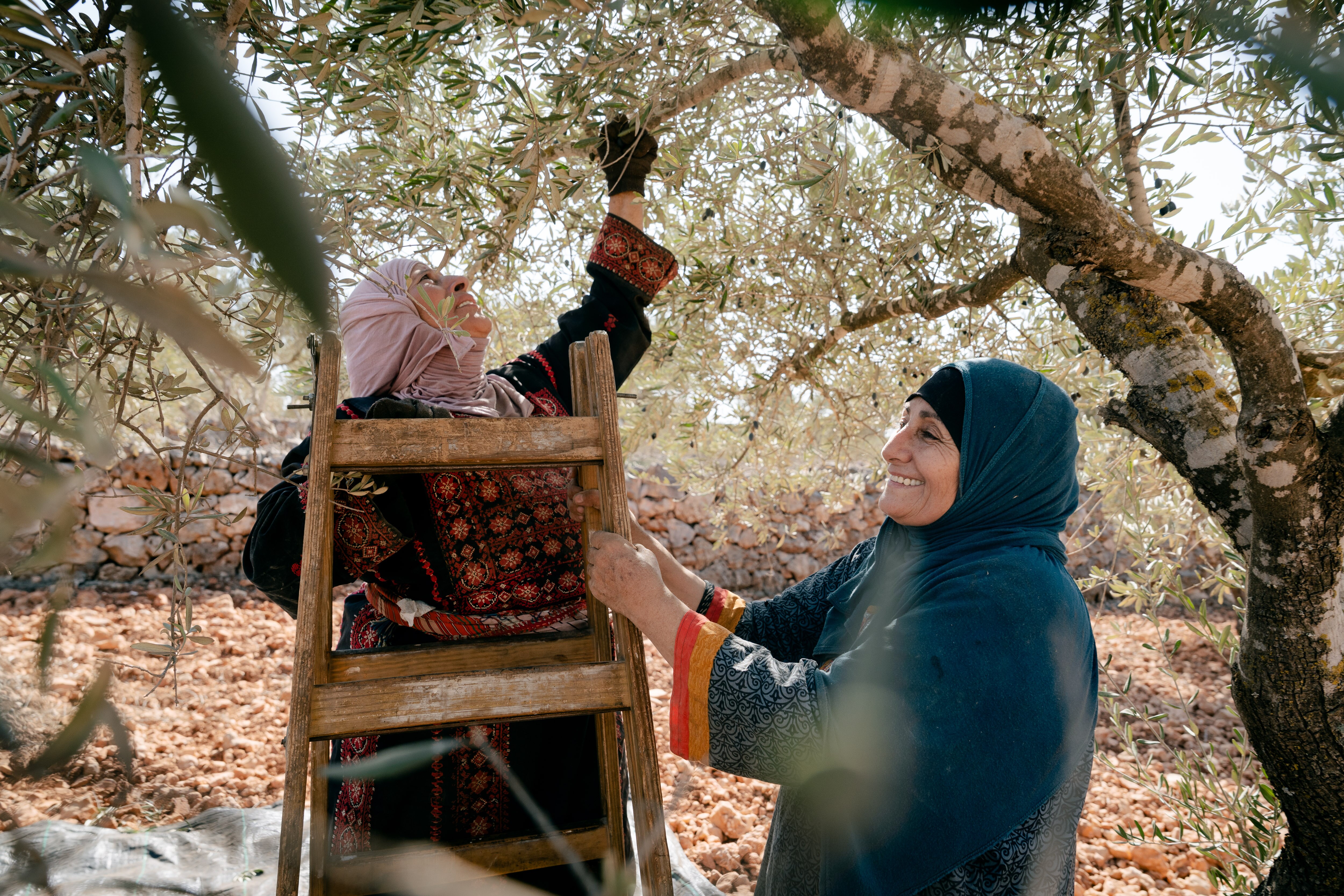 A woman standing on a ladder reaches out to an olive branch while Khawla stands next to her holding the ladder
