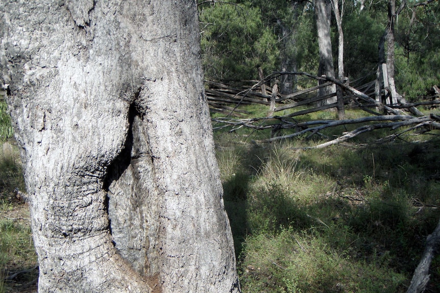 An Aboriginal scar tree found in the Pilliga Forest
