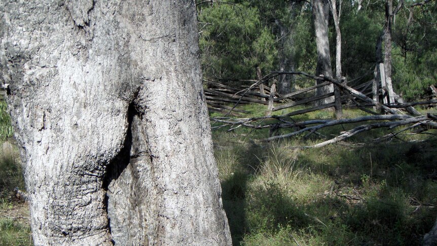 An Aboriginal scar tree found in the Pilliga Forest