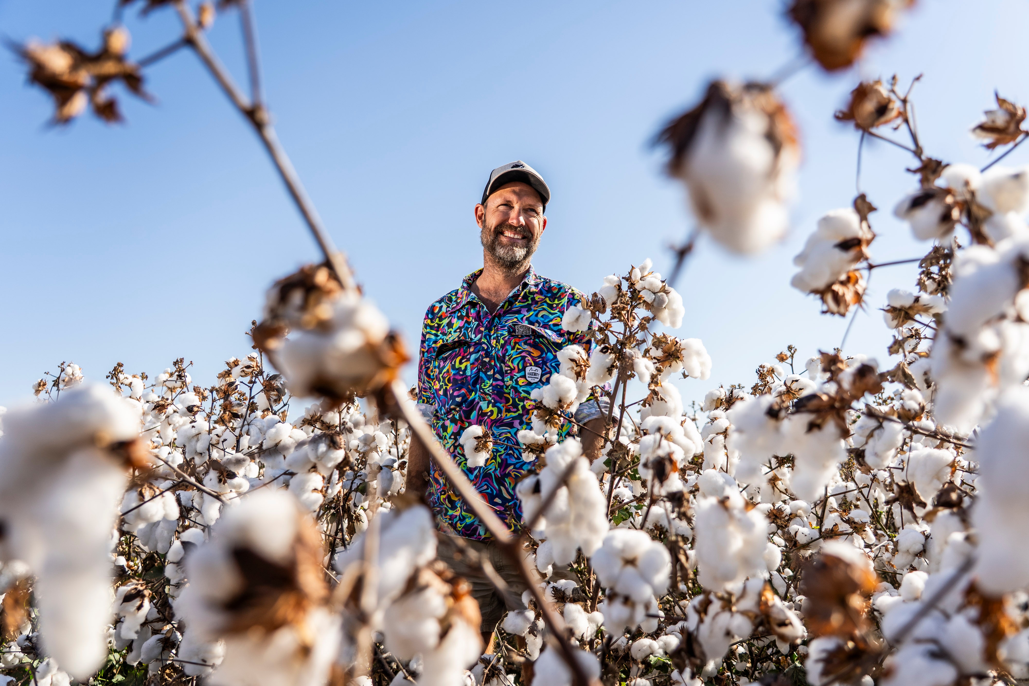 Un hombre con una camisa estampada de colores se encuentra en un campo de algodón hasta los hombros al amanecer.