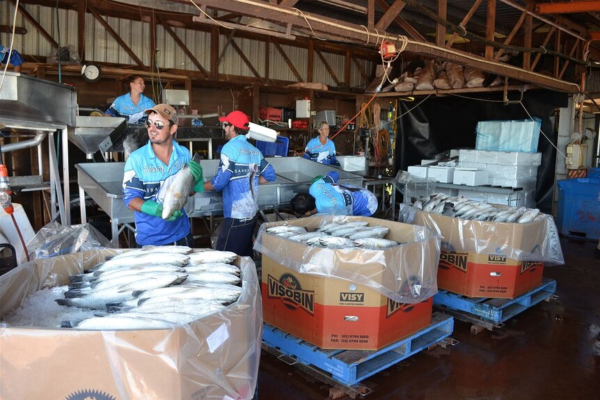 Barramundi are loaded into crates ready for shipment around Australia.