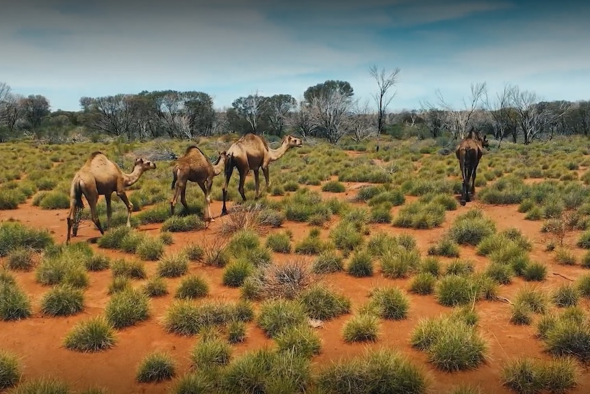 Four camels walk through the outback.