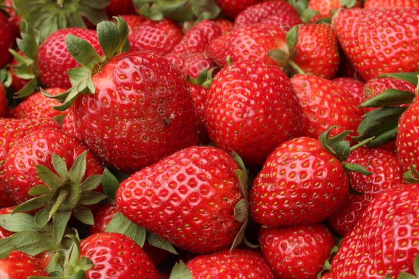 Freshly picked Sunshine Coast strawberries