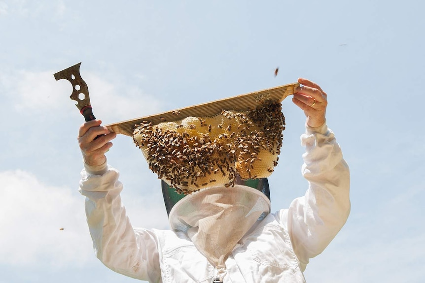 A beekeeper and part of a honeycomb.