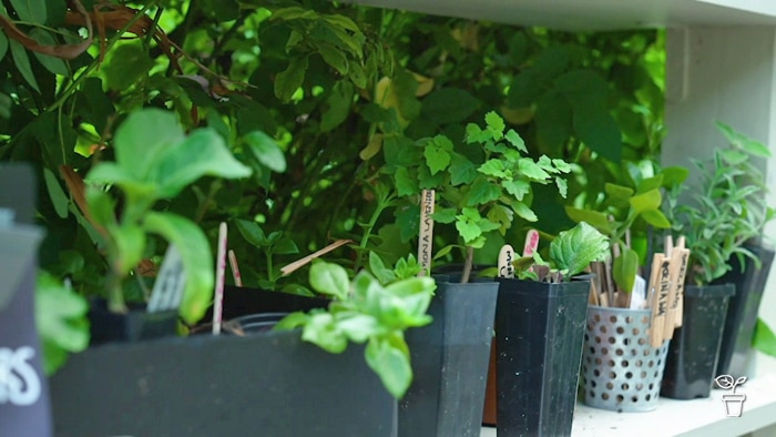 Plants in pots with paddle pop stick labels, sitting on a shelf