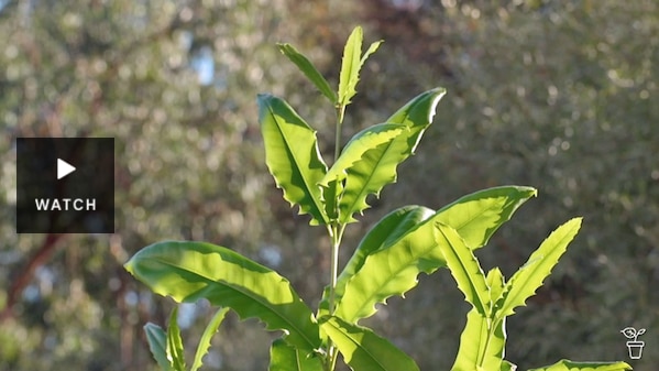 Leaves of a young macadamia tree. Has Video.