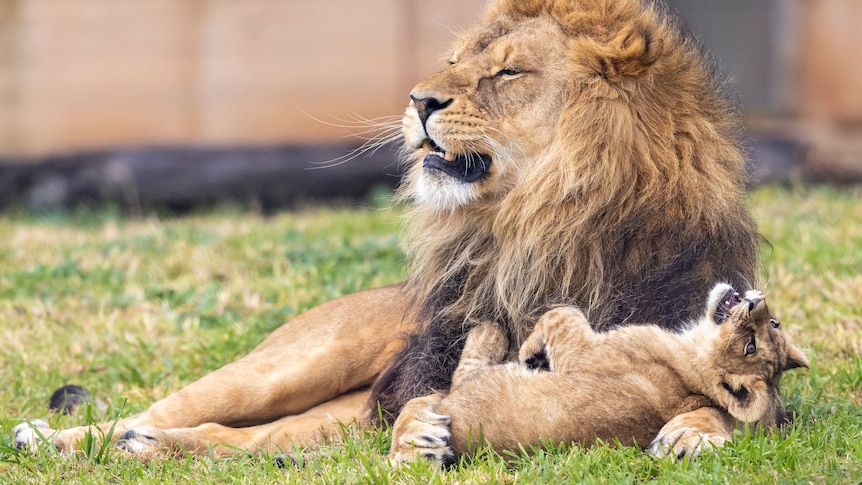 A male lion plays with his cub, who lies on his arm