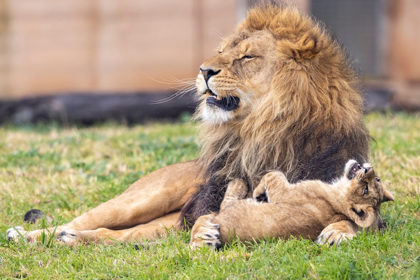 A male lion plays with his cub, who lies on his arm