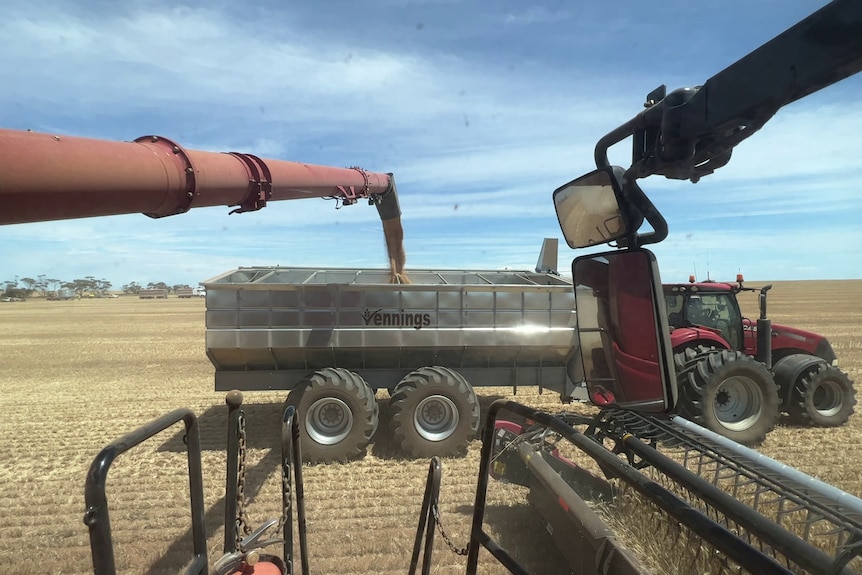 A header on a farm pouring grain into a chaser bin. 