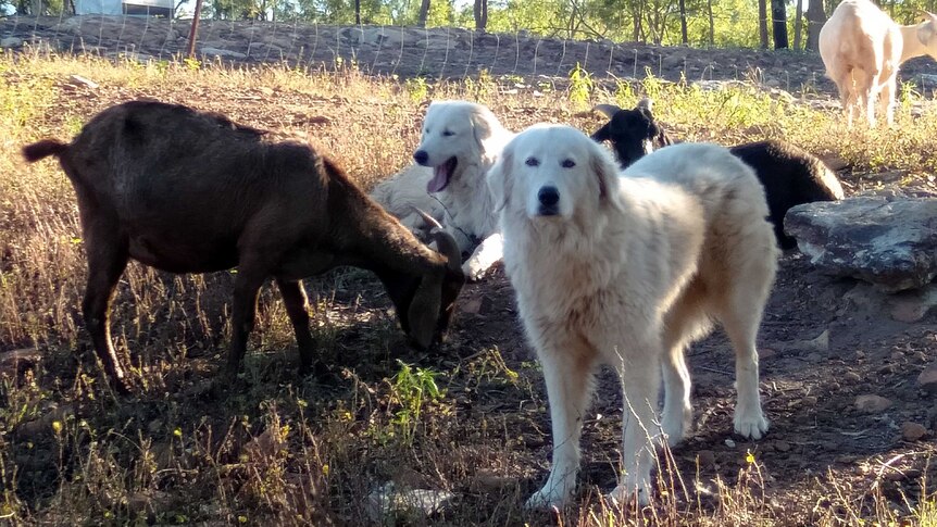 Two fluffy white dogs watch on as two brown goats feed on grass.