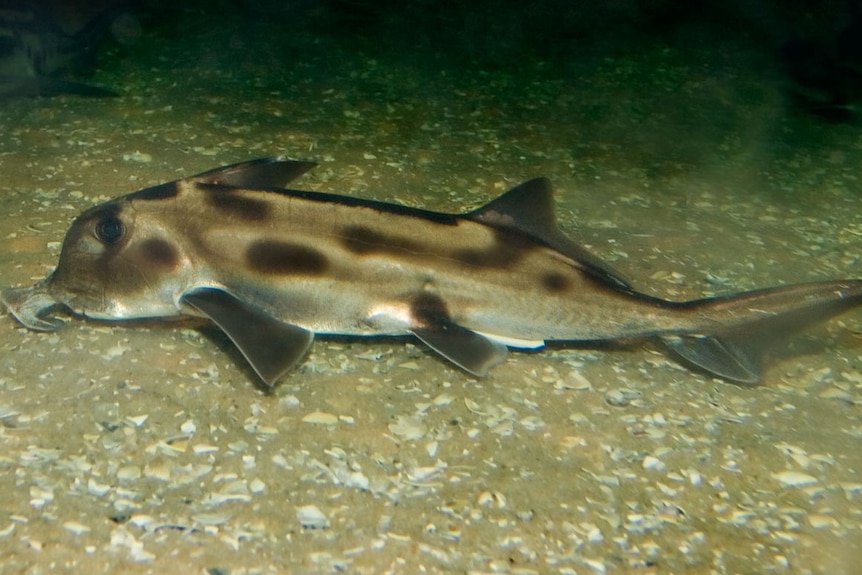 Strangely shaped fish with a tan body and brown spots swims close to the sea floor 