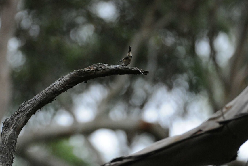 A King Island brown thornbill