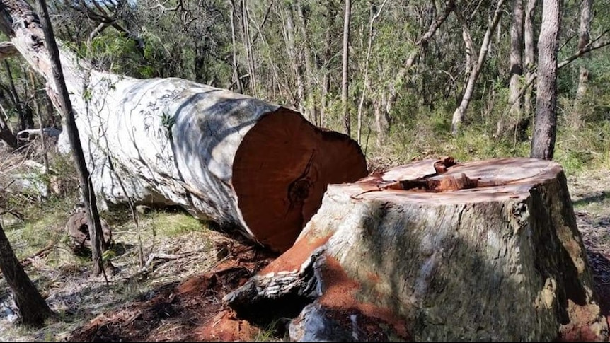 A tree in Gelorup that has been cut down