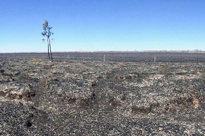 Burnt vegetation where lush marshes once stood