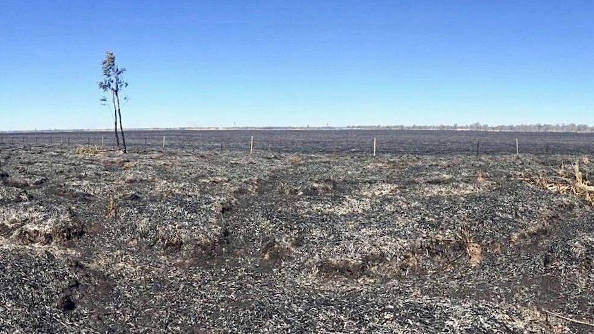Burnt vegetation where lush marshes once stood