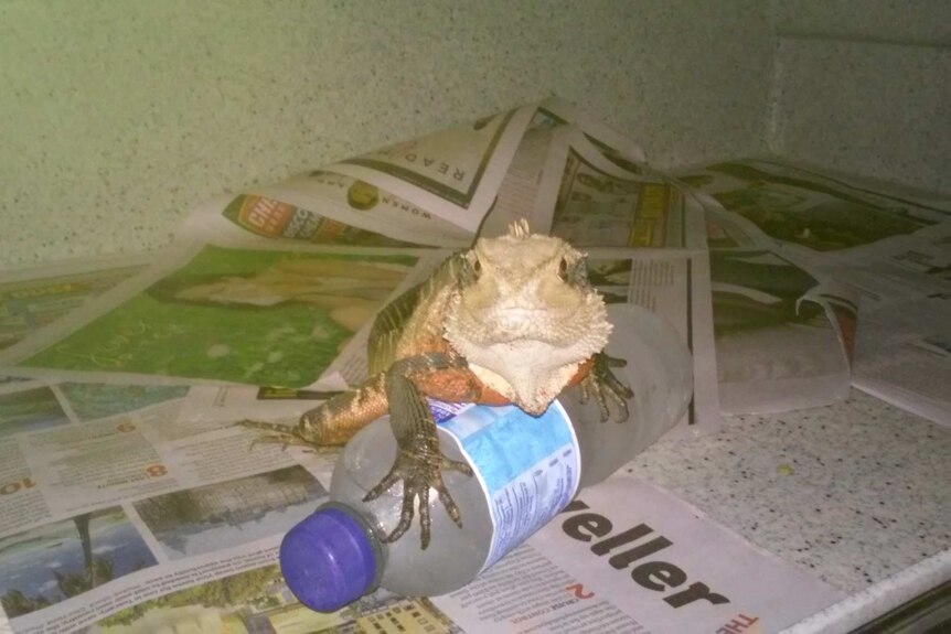 A Water Dragon sits on a frozen water bottle
