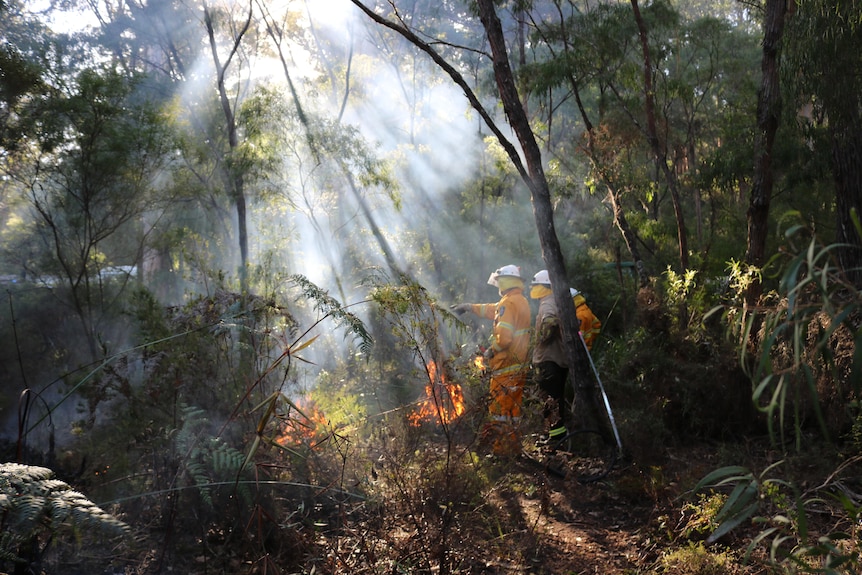 People in firefighting gear carry out a traditional burn in a dense forest.