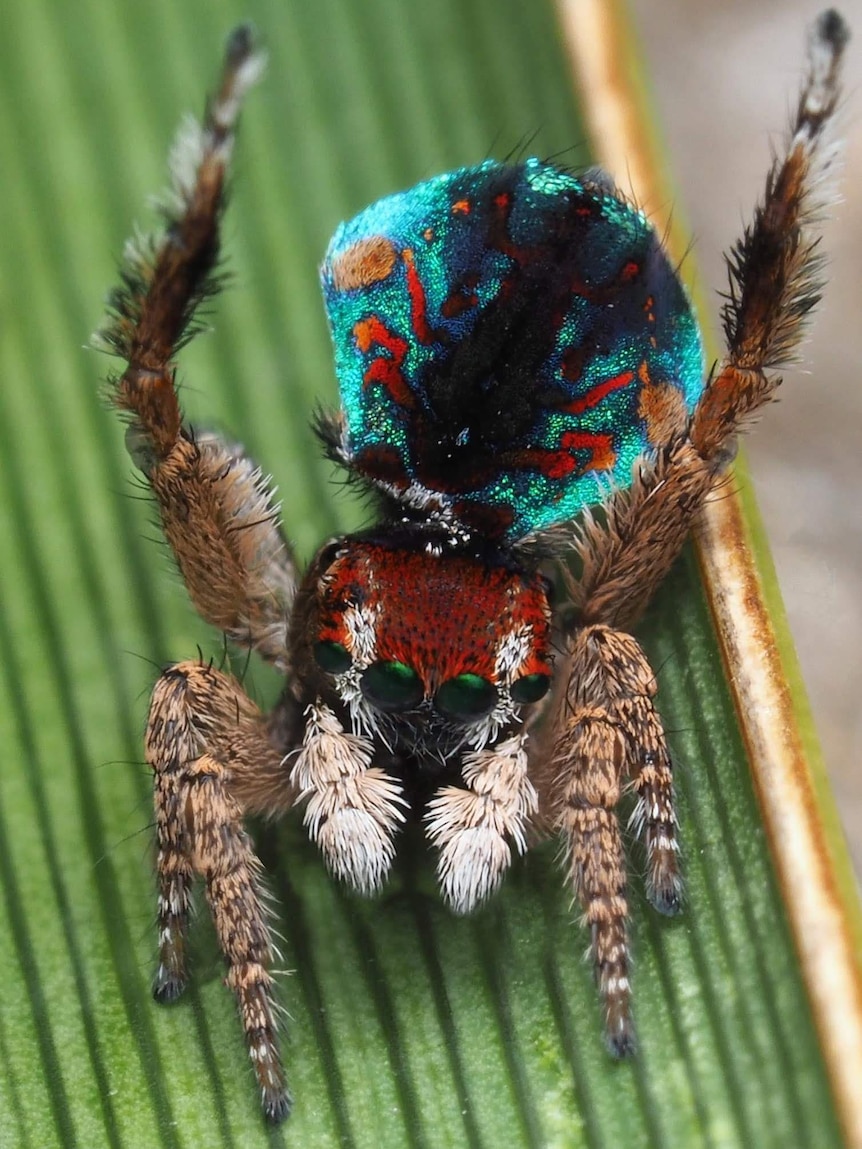 A brightly coloured spider sitting on a leaf. 