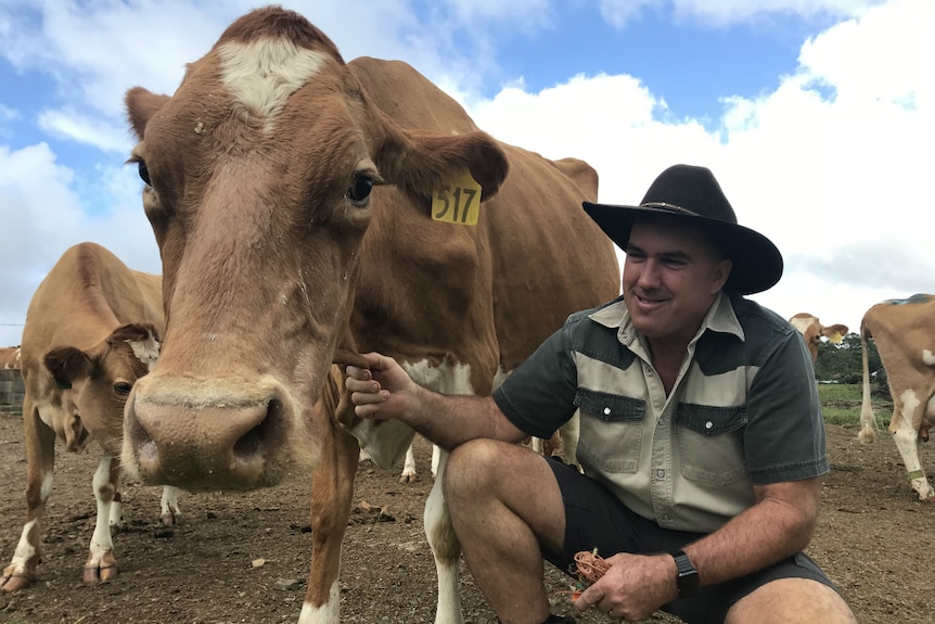 Ross Hoper crouching down beside one of the home farm's cows. Other cows are in the background.