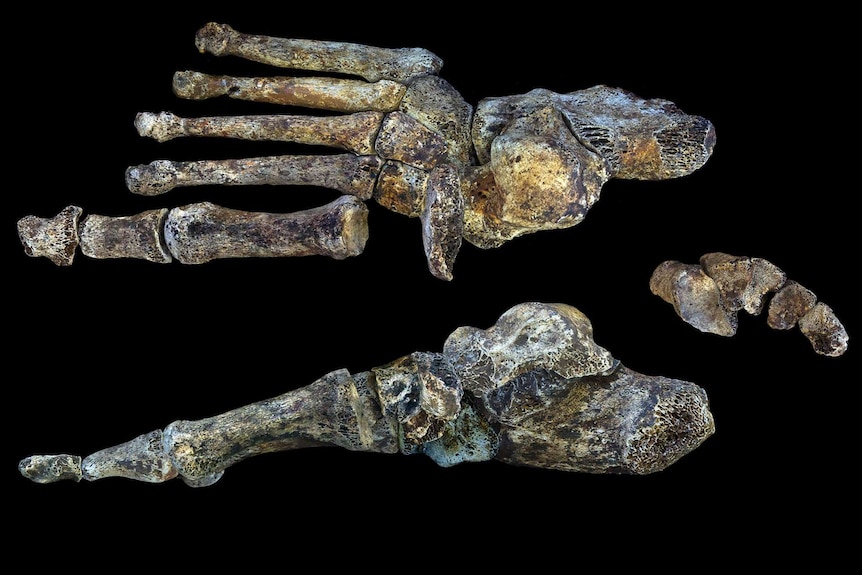 Homo naledi foot