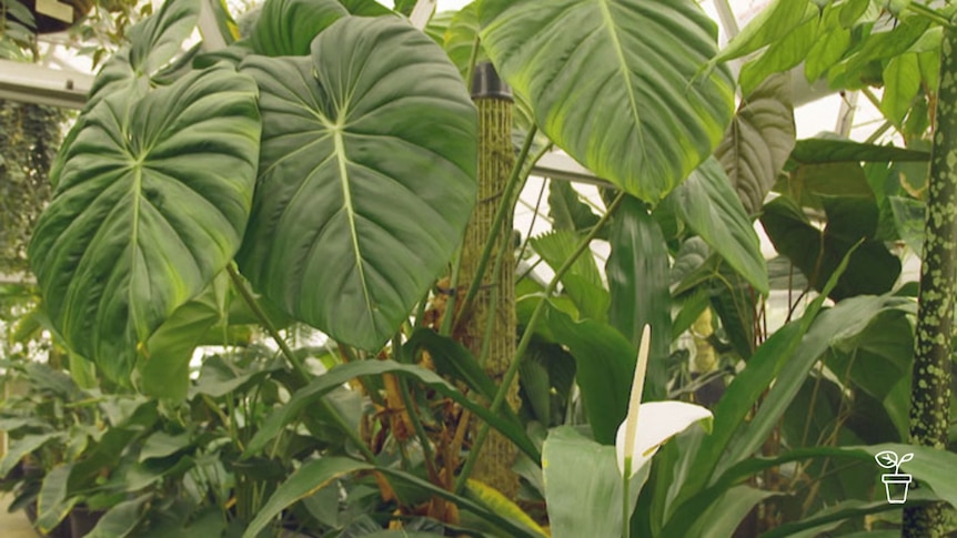 Tropical plants growing in greenhouse
