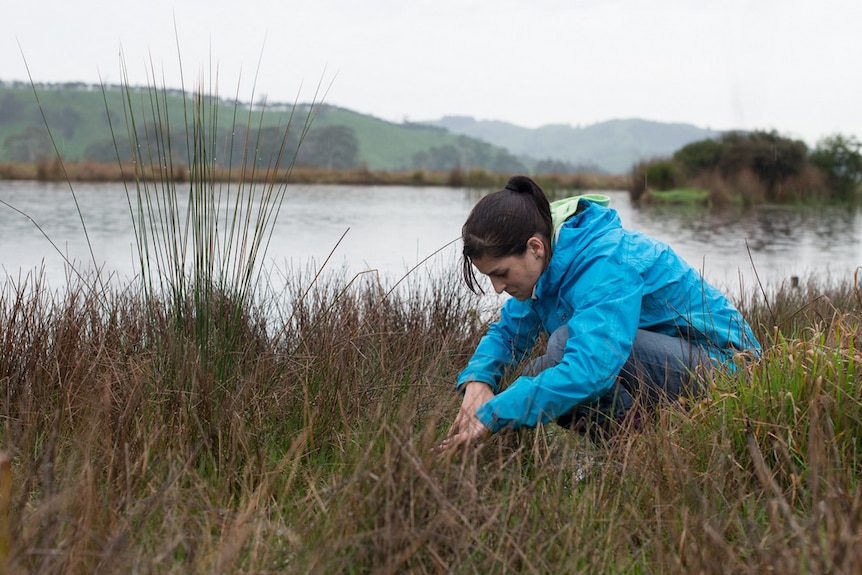 Woman in a blue rain jacket crouches down in long grass to collect scientific samples.