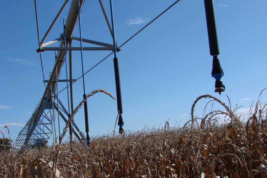 Travelling lateral irrigator on a maize crop in NSW