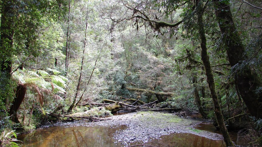 Tarkine area, north-west Tasmania