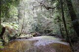 Tarkine wilderness, north-west Tasmania