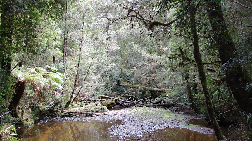 Tarkine area, north-west Tasmania