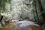 Tarkine wilderness, north-west Tasmania
