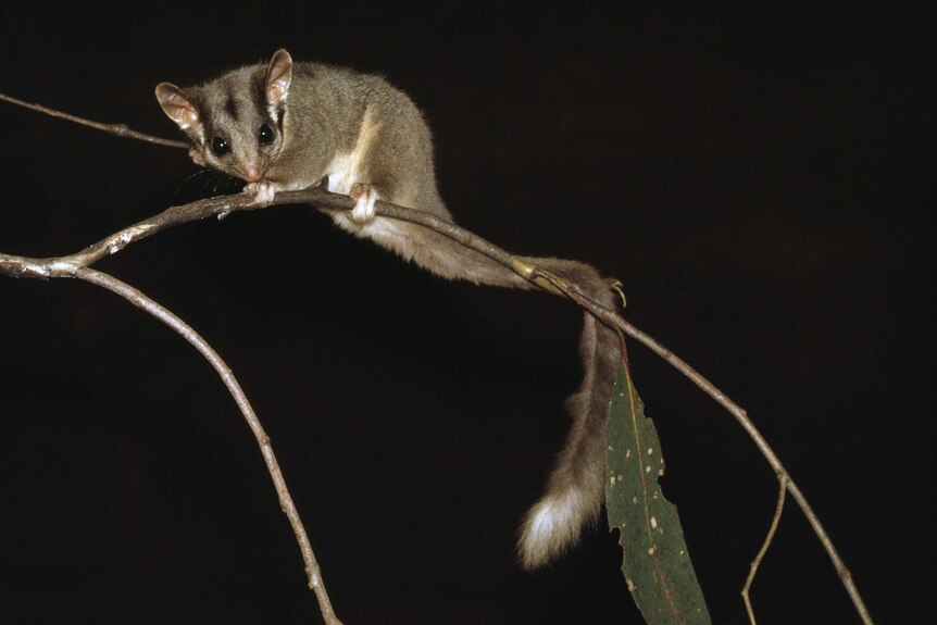 A Leadbeater's possum uses its tail to balance on the branch of a tree.