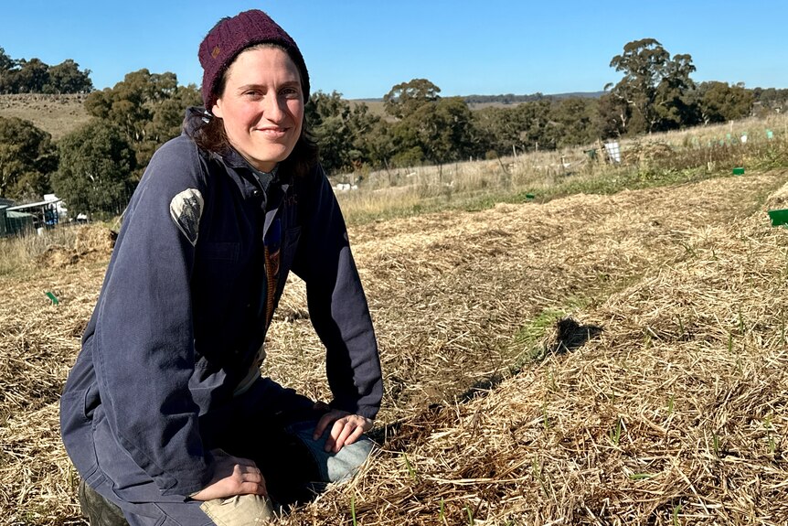 A person sitting beside a row of small plants, in rows of straw-covered soil.