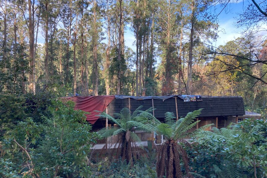 Red and black tarpaulins are hung over a building nestled between tall green trees.