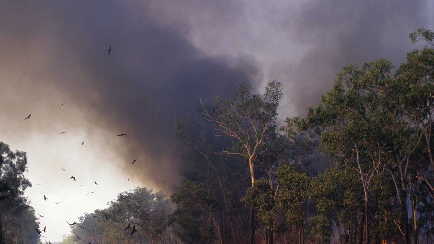 Birds circle a bushfire in Kakadu National Park
