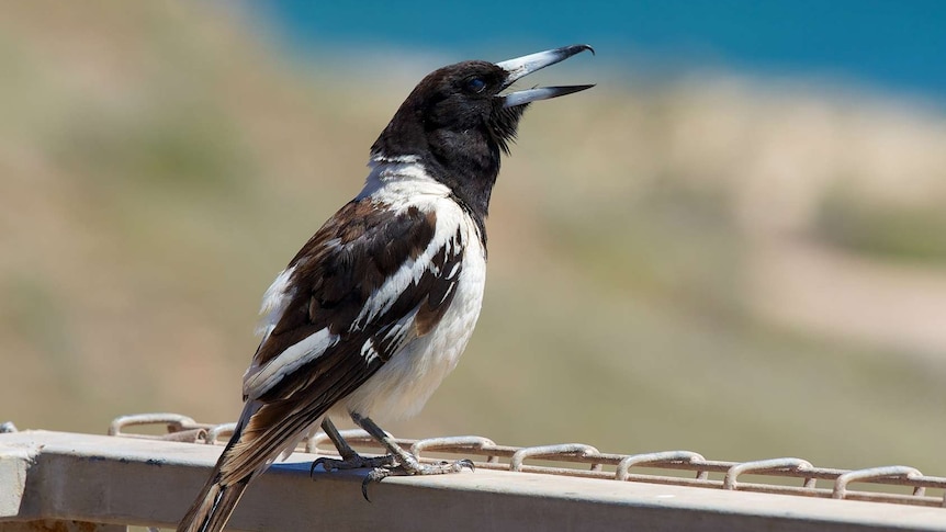 black and white pied Butcherbird sitting on a fence, opening its beak to sing.
