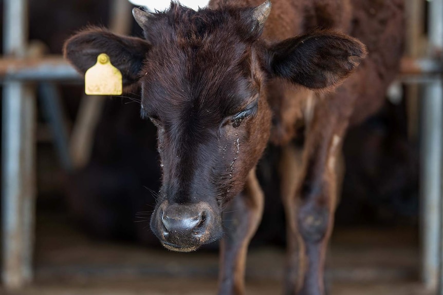 An Australian cow with material running from its eye in Sri Lanka.