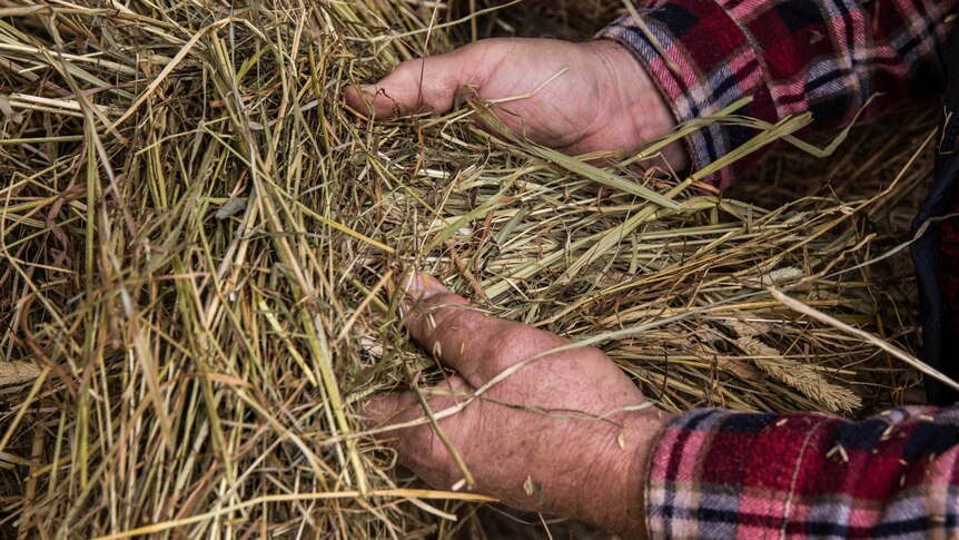 Hay donated from Tasmania to mainland