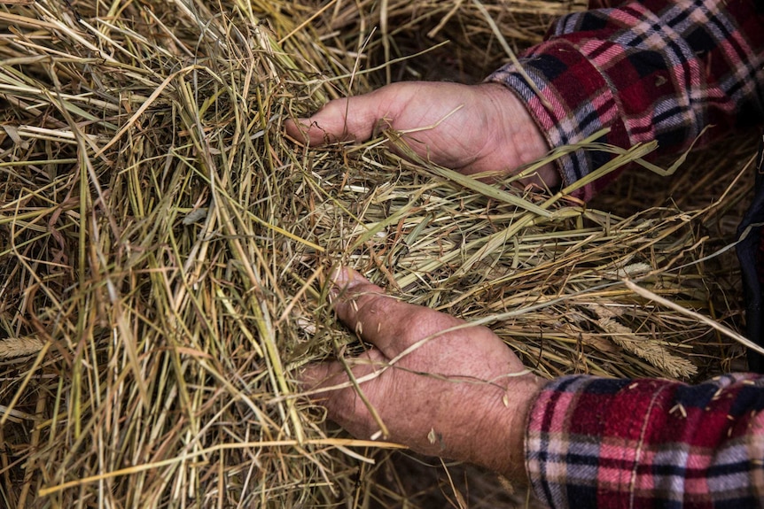 Hay donated from Tasmania to mainland