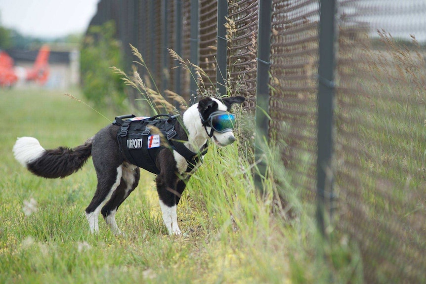 K-9 Piper finds holes under the airport's perimeter fence.