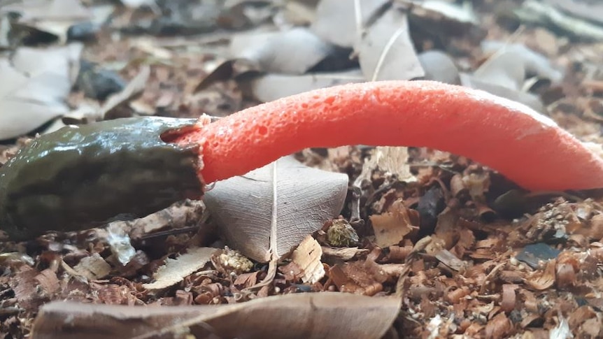 An orange long piece of fungi with a brown head.