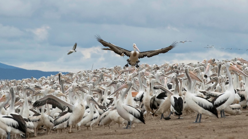 A pelican flying over hundreds of other pelicans 