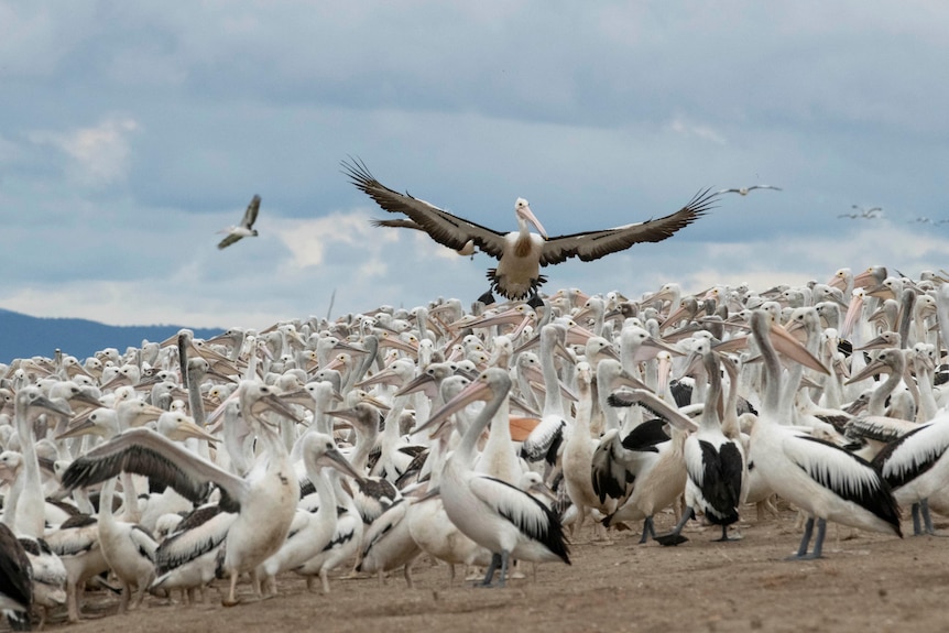 A pelican flying over hundreds of other pelicans 