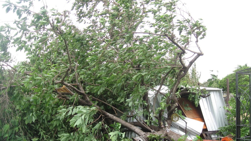 Fierce winds from Cyclone Yasi knock over trees in a backyard in Charters Towers, 137km south-west of Townsville