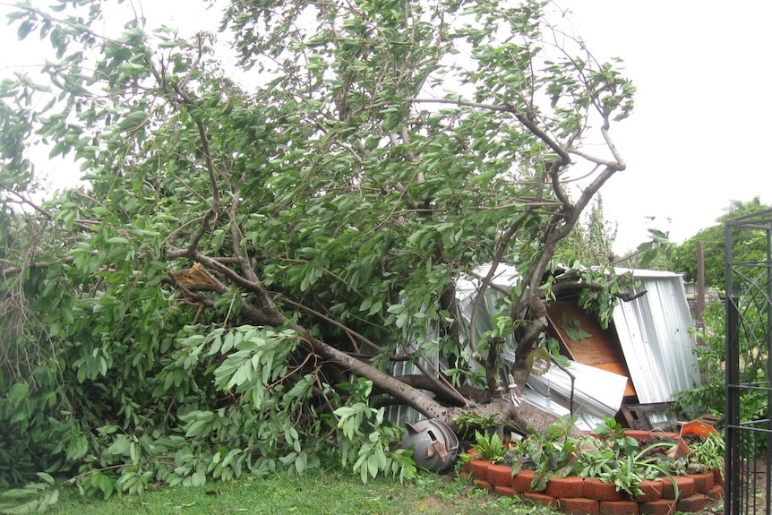 Cyclone Yasi knocks over trees in a backyard in Charters Towers in inland north Queensland.